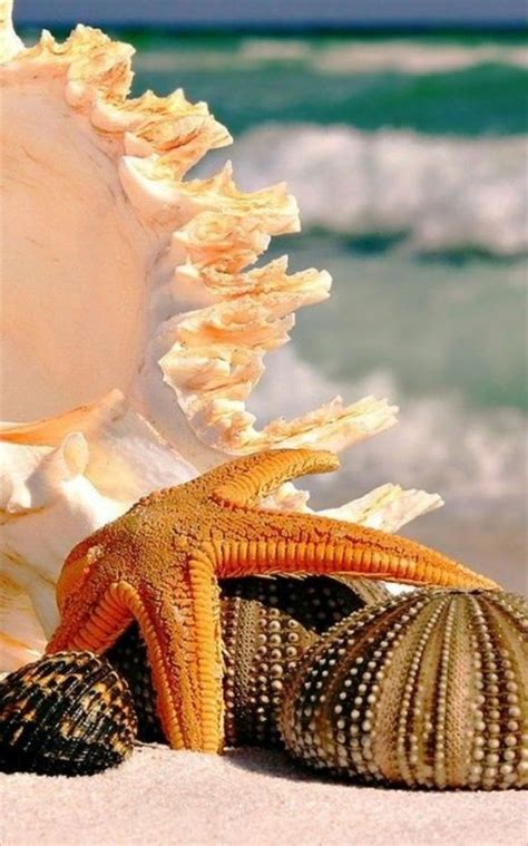 Pin By Juana M On Starfish And Seashells Sea Photo Beach Wallpaper