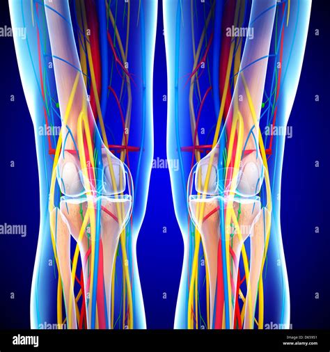 Blood Supply Knee Hi Res Stock Photography And Images Alamy