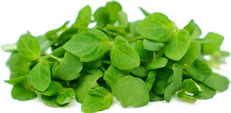 Micro Green Shiso Information Recipes And Facts