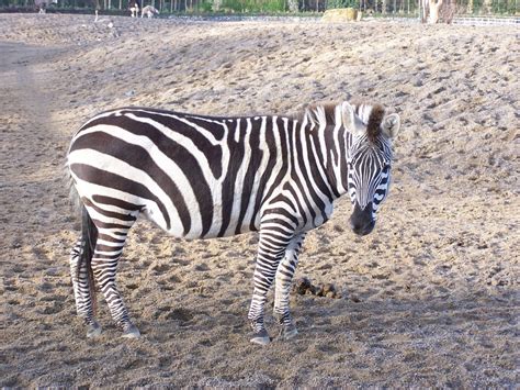 The Not So Black And White Story Of Why The Zebra Got Its Stripes