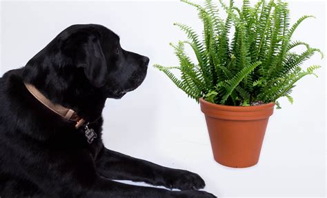 Even though it's easier than ever to buy plants online, keeping them alive is still a challenge. Indoor plants safe for cats and dogs (With images) | Cat ...