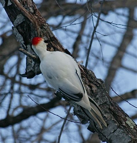 Albino Pileated Woodpecker Via Birding Club Of Delawre County