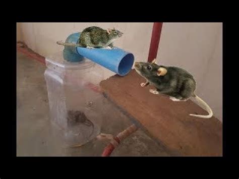 Awesome Quick Rat Trap Using Pvc Plastic Bottle How To Make Best Mouse Trap That Work Youtube