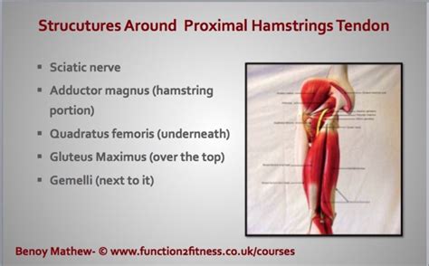 Pain In The Buttocks Sitting Driving And Walking Osteopath Edinburgh