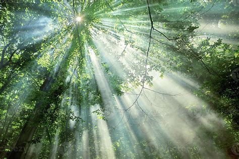 Sun Rays Through The Trees In The Forest 6659241 Stock Photo At Vecteezy
