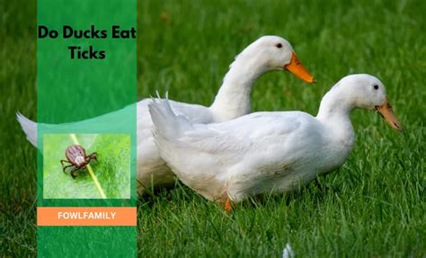 Do Ducks Eat Ticks 3 Reasons Ticks Arent Harmful
