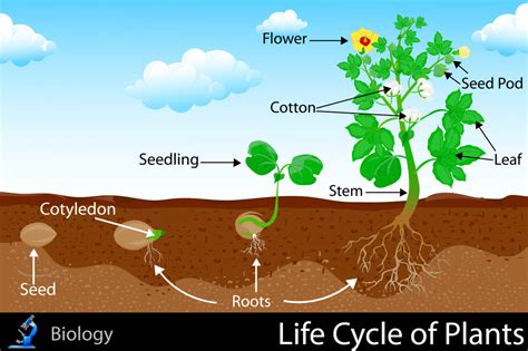 Seed Life Cycle Of Plants