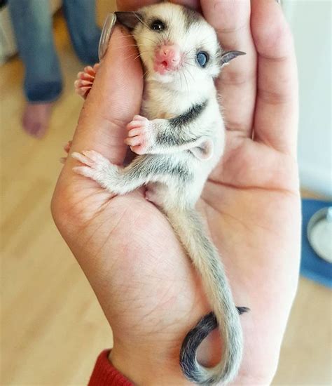 118 Sugar Gliders That Are Just Too Sweet Bored Panda