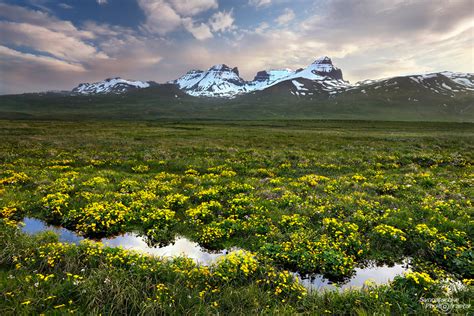 Flowers At Dyrfjoell Landscapes Iceland Europe Synnatschke