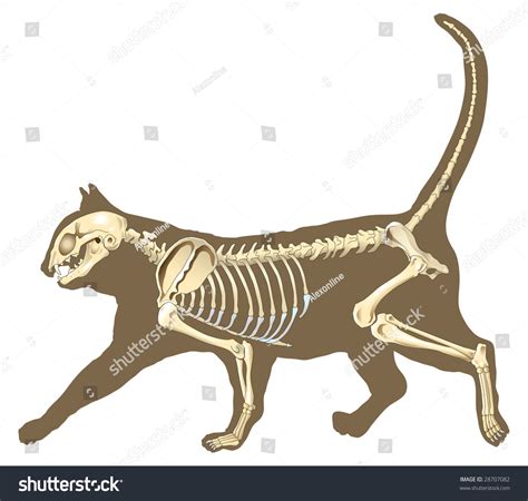 33 Top Photos Cat X Ray Sedation Cat X Ray Cost Will It Break The