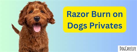 Razor Burn On Dogs Privates Quick Treatment And Prevention Tips