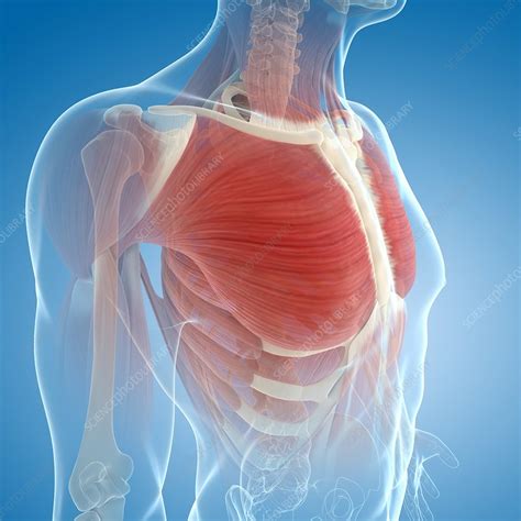 Chest Muscles Artwork Stock Image F005 5453 Science Photo Library