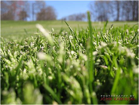 Late Season Annual Bluegrass Control In Residential Turfgrass