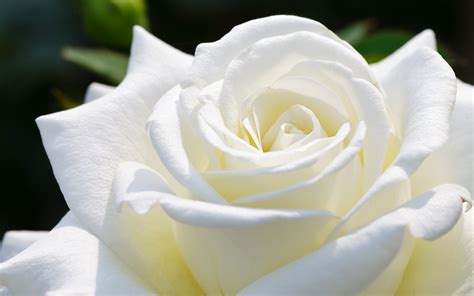 White Rose Love Rose Flower Rose Flower Pictures Beautiful Flowers