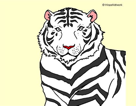 Empezaremos con un boceto, un conjunto de líneas de referencia que formarán la base para las líneas finales. Dibujo de tigre de bengala pintado por Supermari en Dibujos.net el día 10-03-12 a las 23:01:06 ...