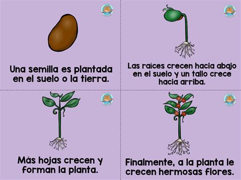 Ciclo Vida De Las Plantas 4 Imagenes Educativas