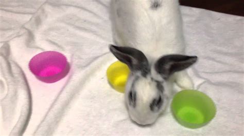 Cutest Bunny Rabbit Ever Good Luck Marshmallow 013 Youtube