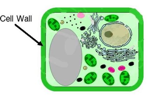 10 Facts About Cell Wall Fact File