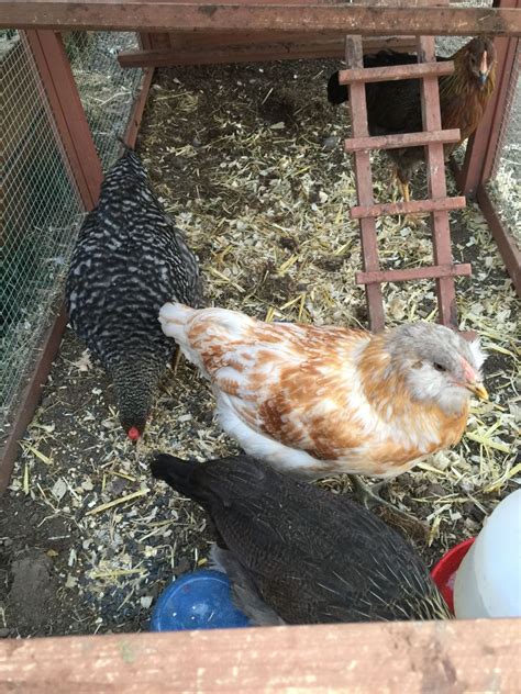 Show Some Pictures Of Your Araucanas Ameraucanas Or Ees Page Backyard Chickens