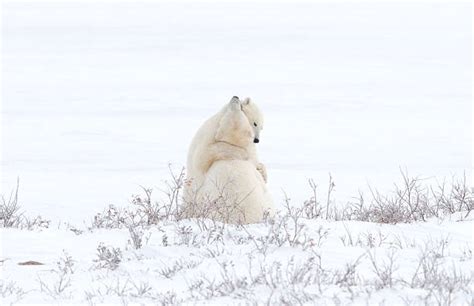 Polar Bears Cuddling