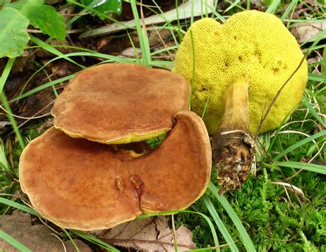 Boletus Innixus Massachusetts Mushrooms · Inaturalist