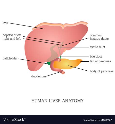 Liver images learn with flashcards, games and more — for free. Anatomy Structure - Anatomy Drawing Diagram