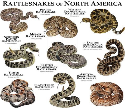 Rattlesnakes Of The North America Poster Print Etsy Finland