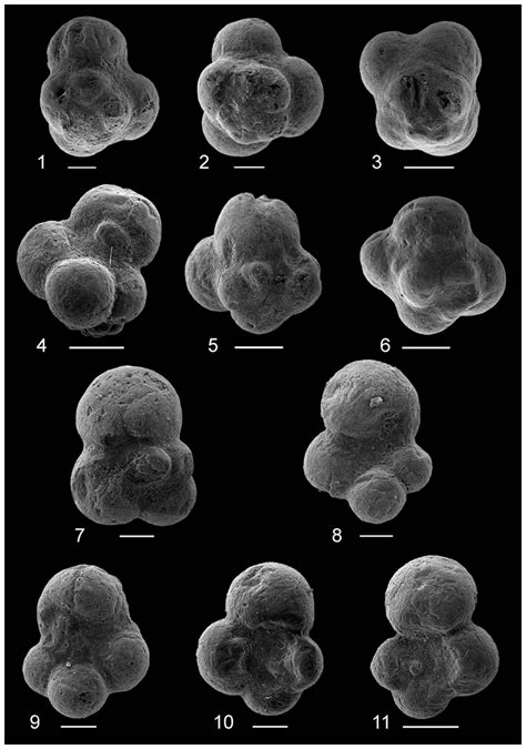 Jm Jurassic Planktic Foraminifera From The Polish Basin