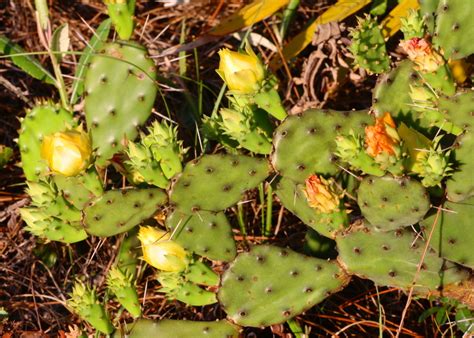 The process involved on how to kill cactus is entirely different than most removal methods. Eastern Prickly Pear (Plants of Jamaica Bay Marsh ...