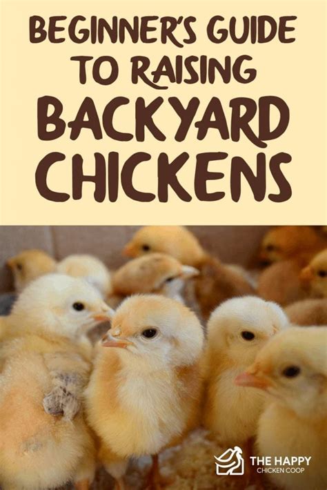 beginner s guide to raising backyard chickens the happy chicken coop