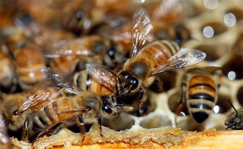 Nearly 40 Decline In Honey Bee Population Last Winter Unsustainable
