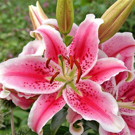 Stargazer Lily Buy Oriental Lilies Spring Hill Nurseries