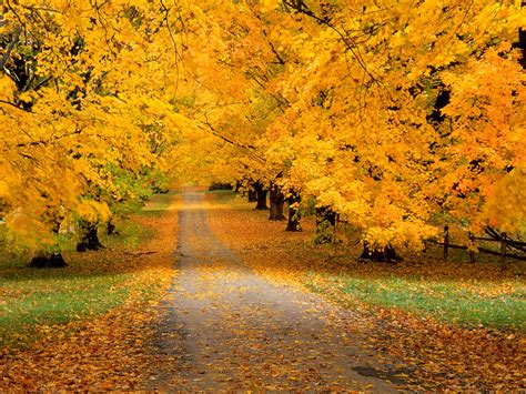 Click To See World Best Autumn Wallpapers