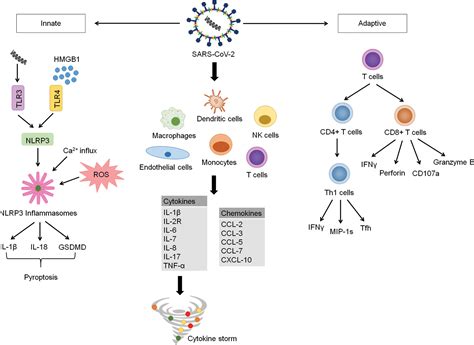 Frontiers Hyperinflammatory Immune Response And Covid 19 A Double