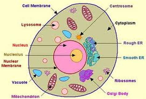 Animals such as mammals, reptiles and amphibians can be made up of millions and millions of cells. 2D diagram - red blood cell