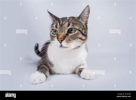 Frightened Cat Over White Background Scared Cat Lying Down And Looking