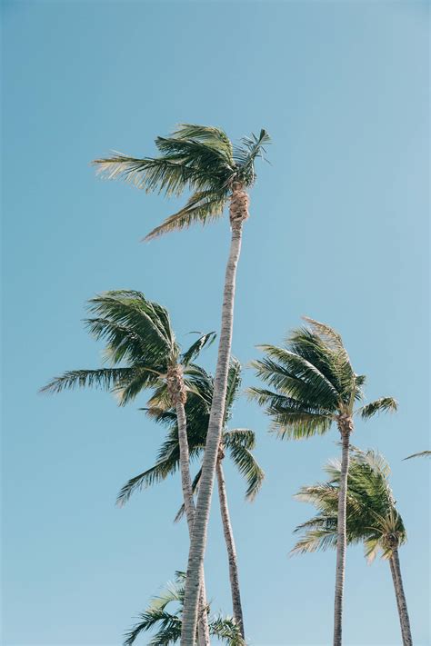 Green Palm Tree Under Blue Sky · Free Stock Photo