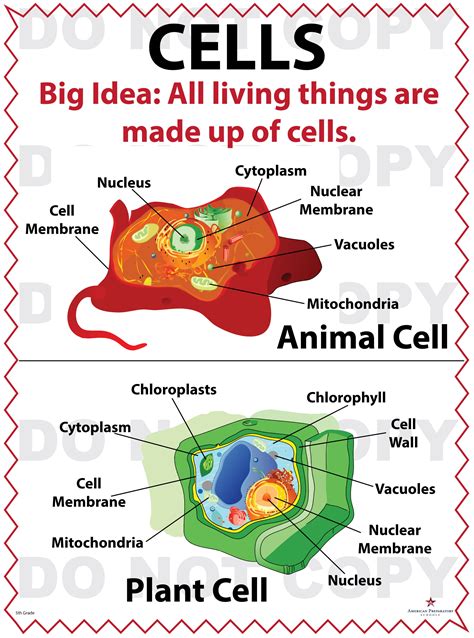 Using your knowledge of animal and plant cell structure and function, answer the following questions. Cells - 5th Grade - American Preparatory Schools