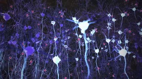Neurons In Action Electrical Impulses Between Neuronal Connections