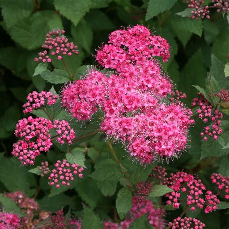 Double Play Pink Spiraea Spring Meadow Wholesale Liners Spring