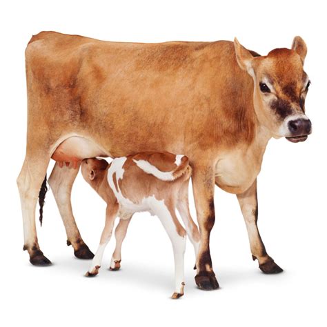 Cow Facts For Kids Types Of Cow Dk Find Out Cow Facts Types Of