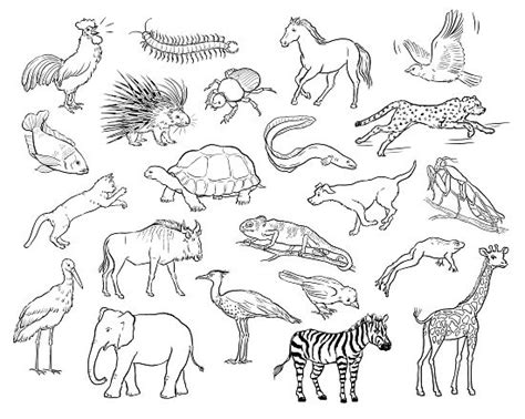 An Image Of Animals That Are Drawn In Black And White