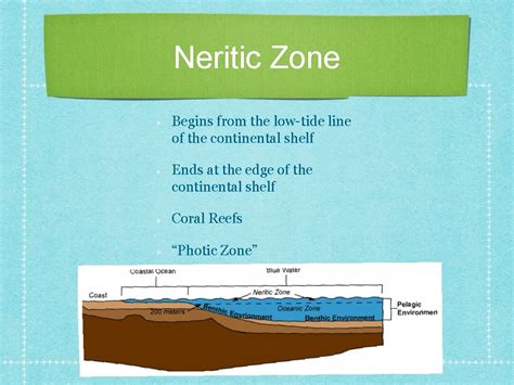Ocean Habitats Ocean Zones Intertidal Zone Neritic Zone
