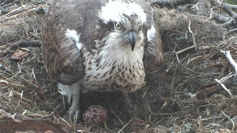 First Egg Of The Season For Loch Of The Lowes Osprey Lassie Bbc News