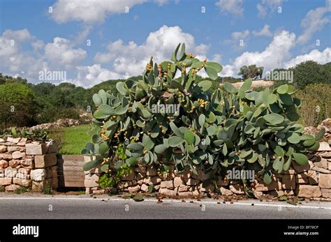 Malta Maltese Cactus Wall Farm Stock Photo Alamy