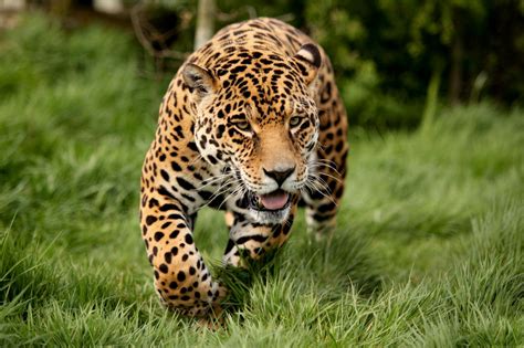 Wallpaper Wildlife Big Cats Whiskers Leopard Jaguar Escape