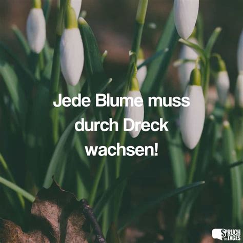 Am Ruhigen Flu Ist Das Ufer Voller Blumen Spruch Des Tages