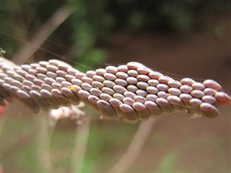 Grasshopper Eggs Project Noah