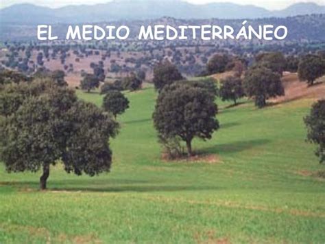 tema 6 3 el clima mediterraneo