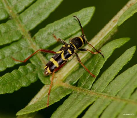 Wasp Beetle 1 Southwater Woods Horsham West Sussex Su Reed Flickr